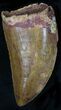 Excellent Carcharodontosaurus Tooth #22029-1